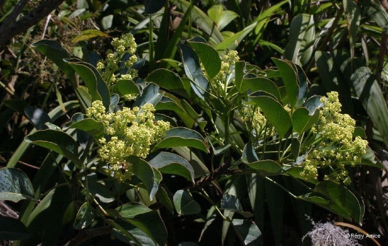Polyscias 9