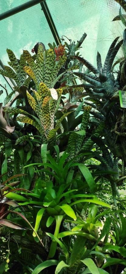Aechmea 5