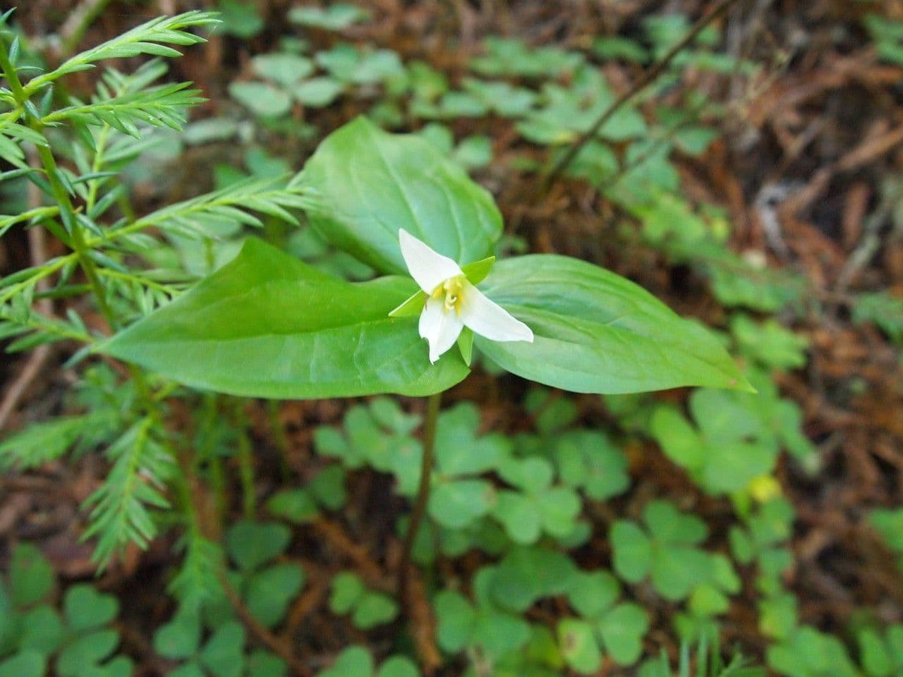 Trillium ovato 13