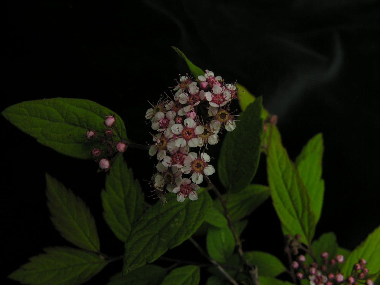 Spirea bella 5
