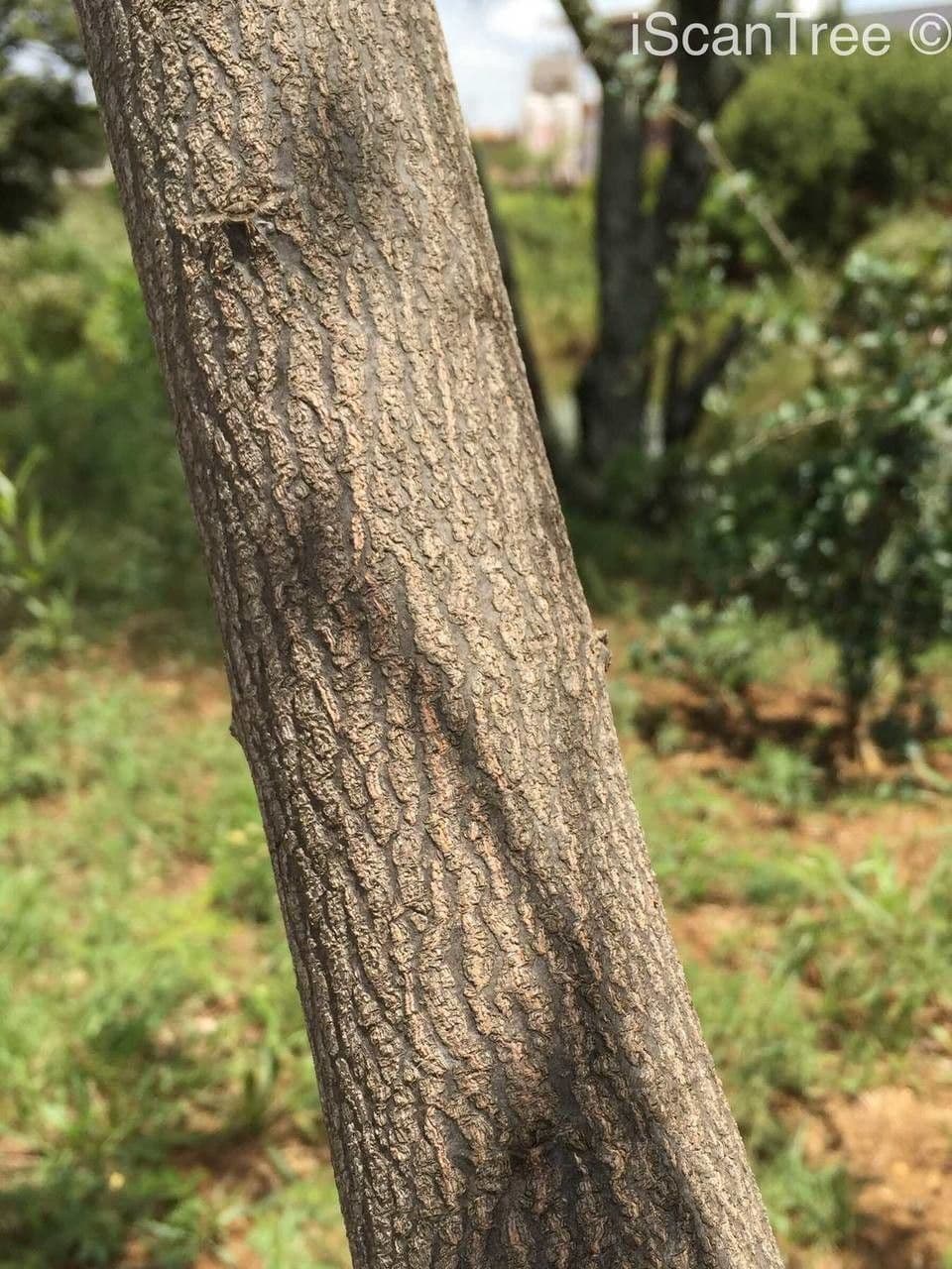 Dais cotinifolia 16
