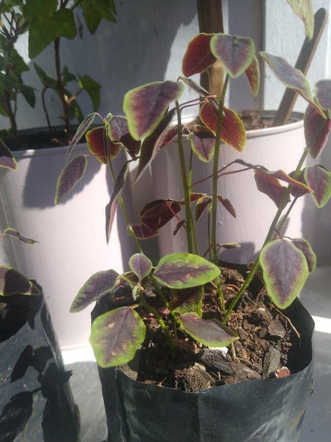Acetosa hedysaroide 11