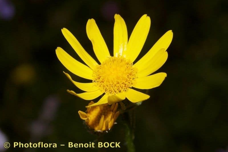 Senecione