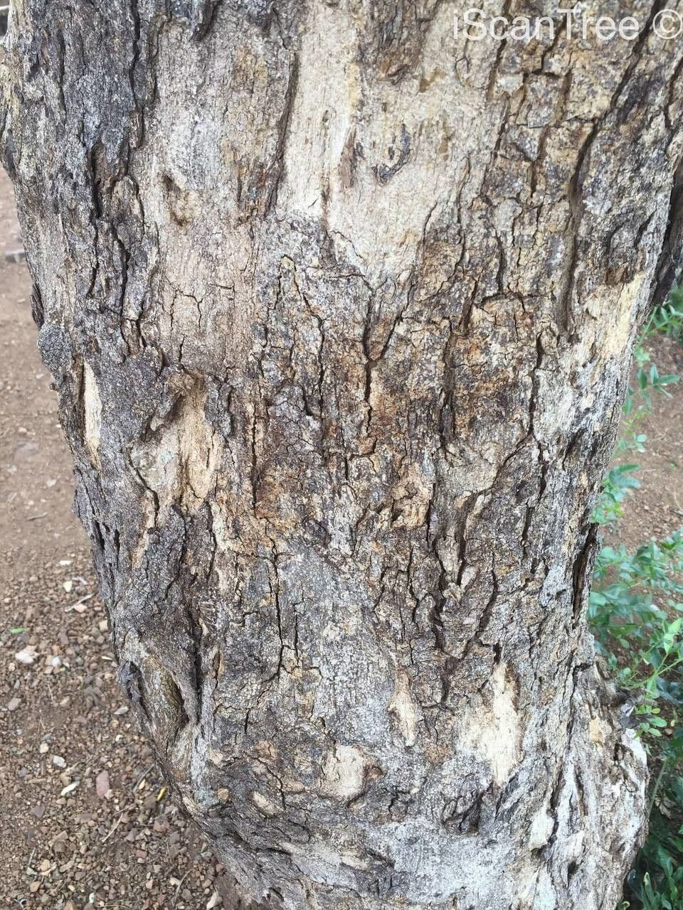Xanthocercis 15