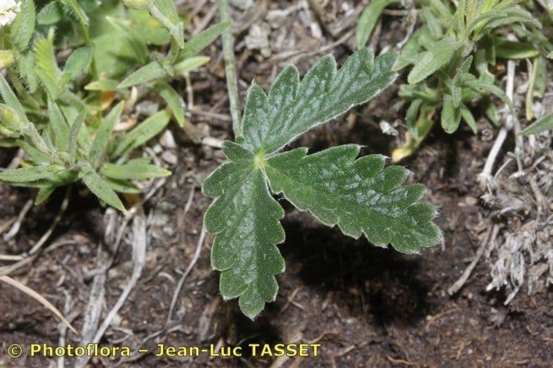 Potentilla nivea 12