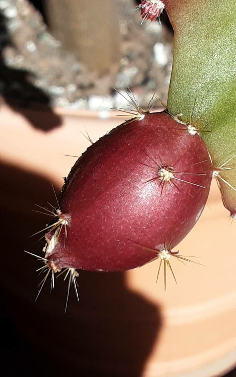 Disocactus