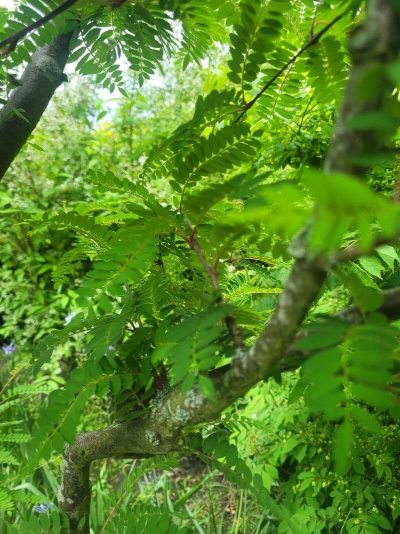 Koehnes Eberesche 13