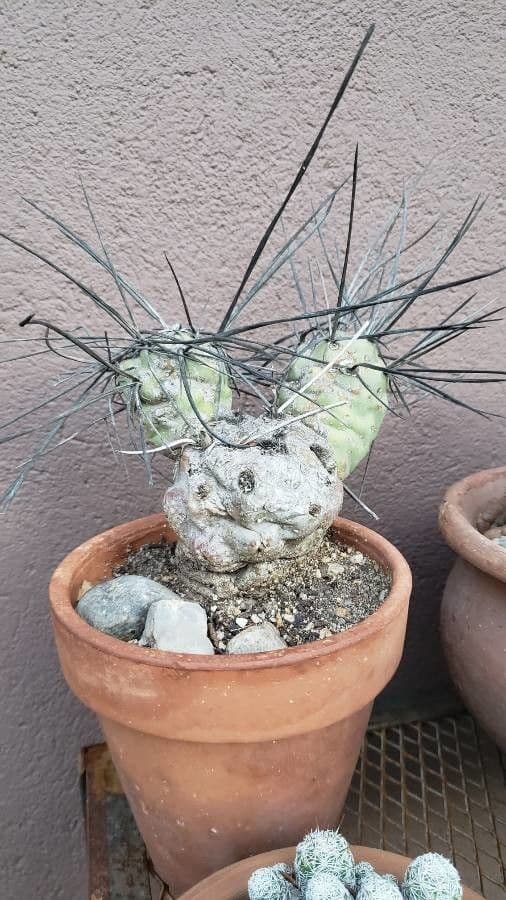 Cactus testa di capra 10