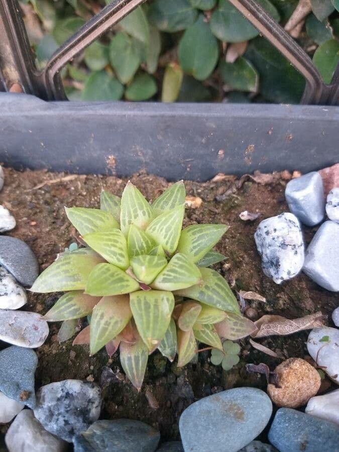 Hawortia 23