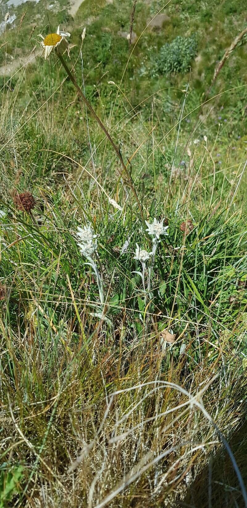 Plesnivec alpský 15