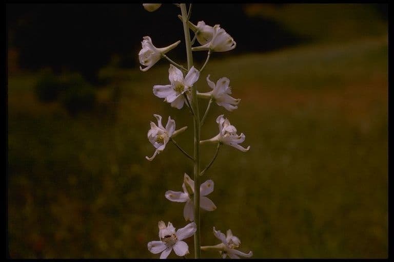 Delphinium gypsophilum 7