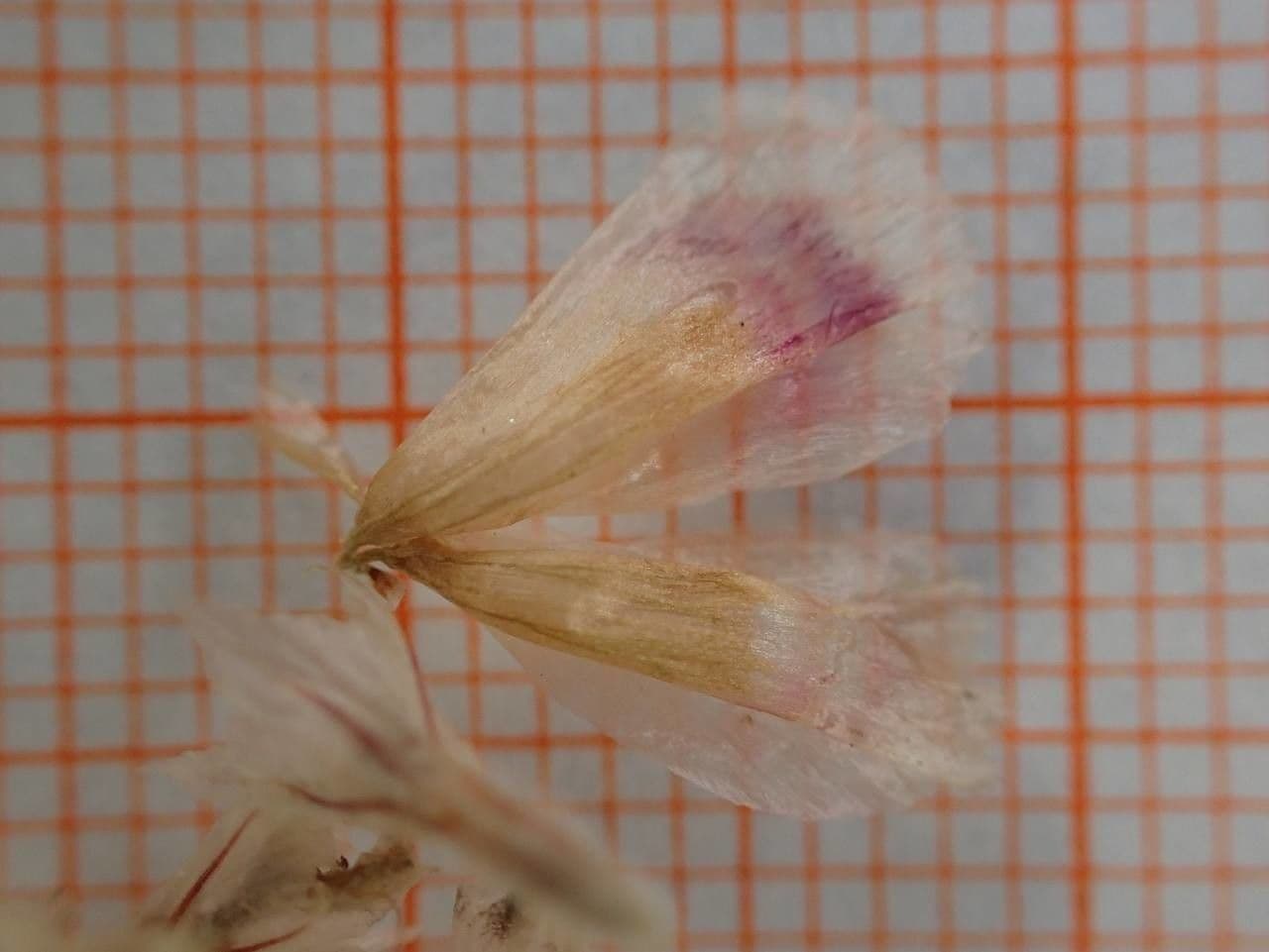 Armeria alpina 20