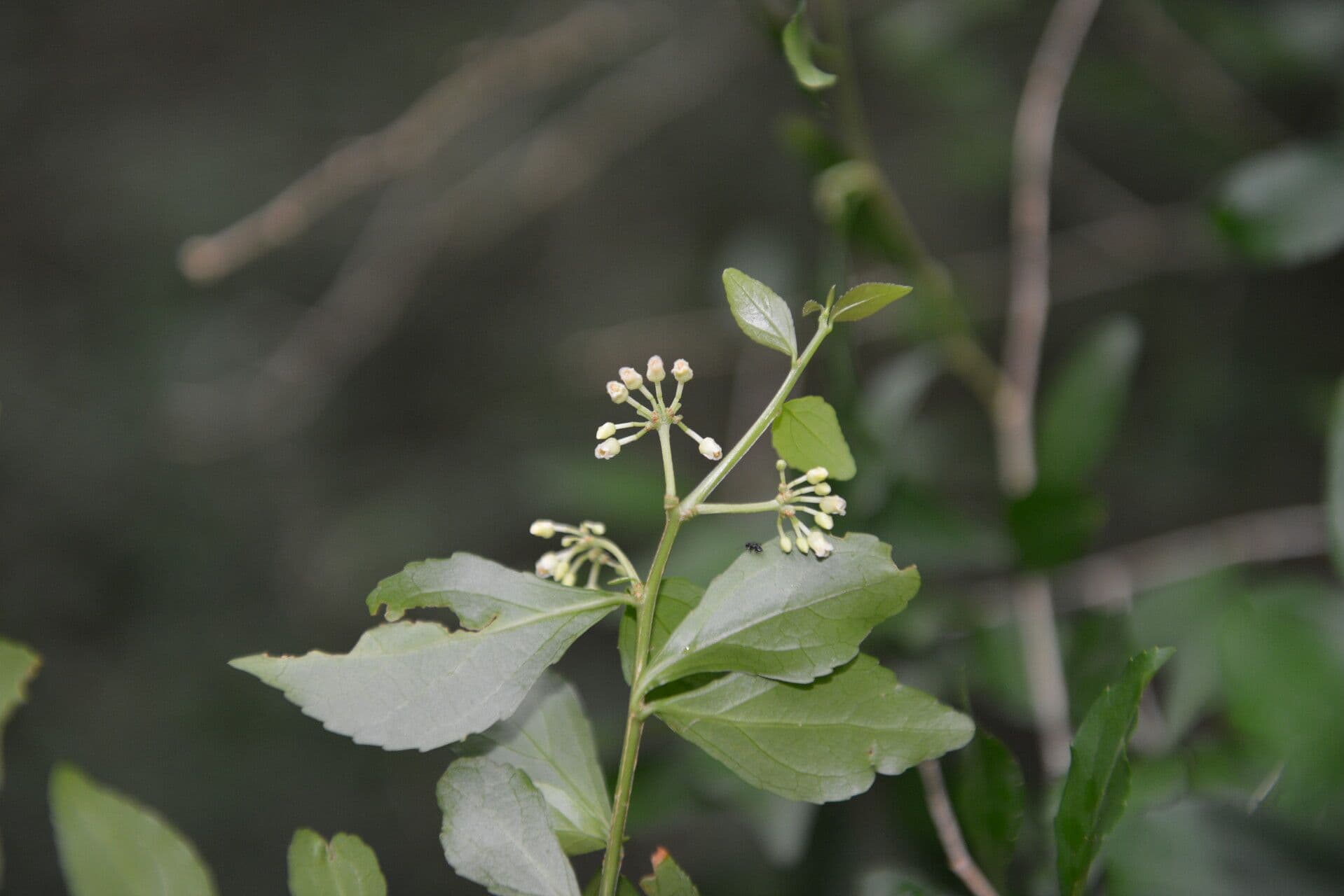 Hybanthus 2