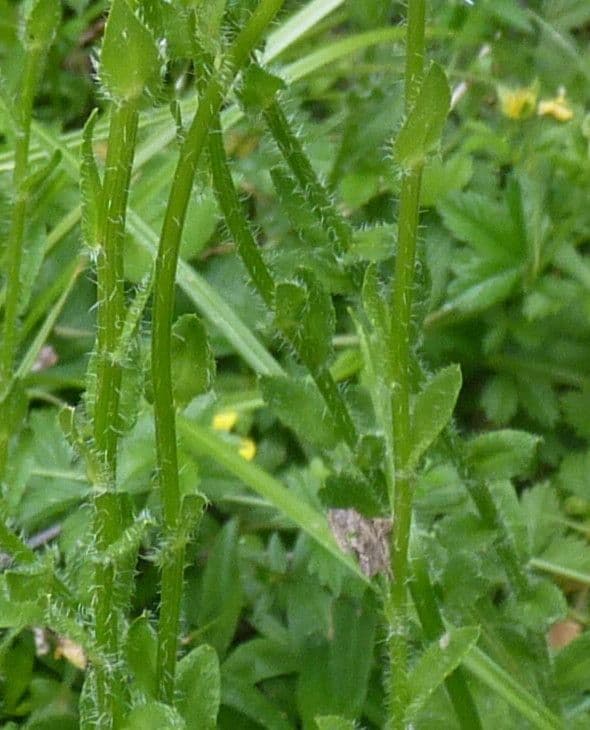 Jasione 25