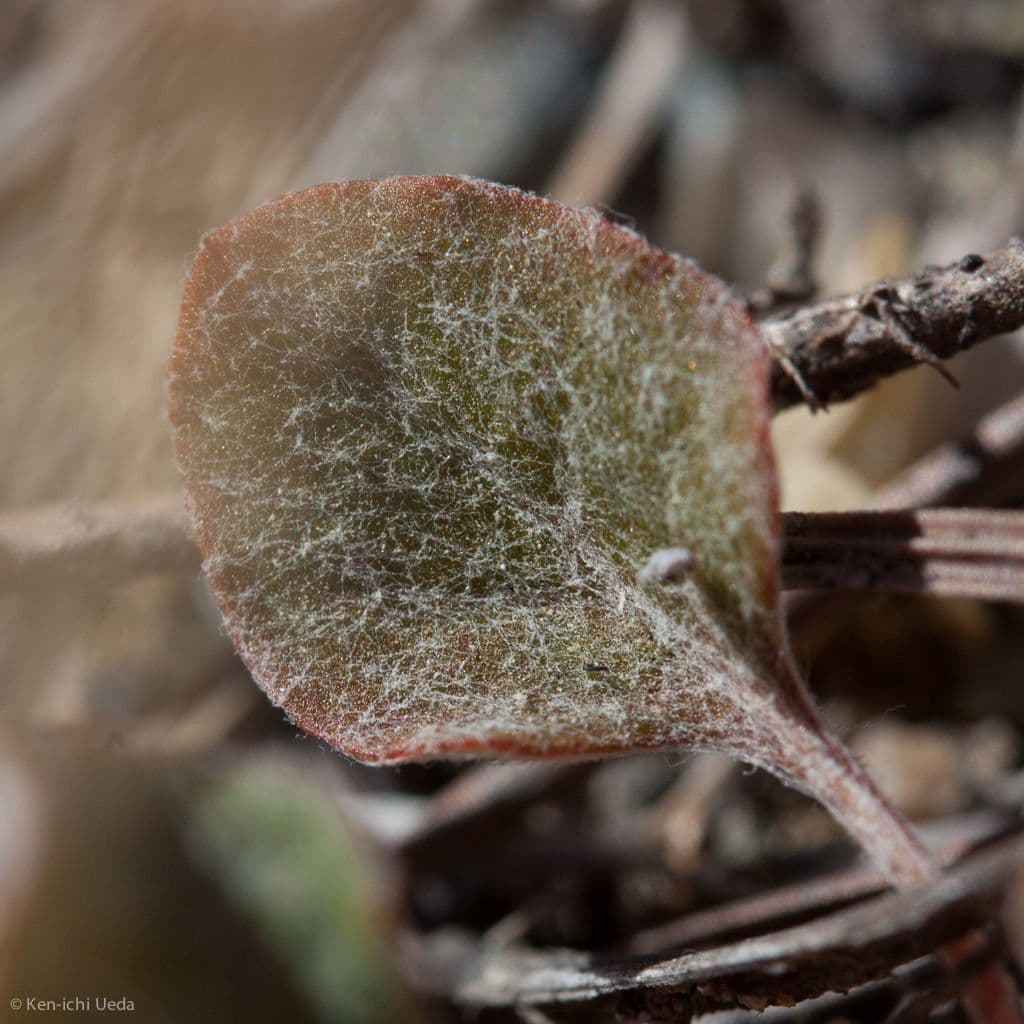 Goldteppich-Buckwheat 11