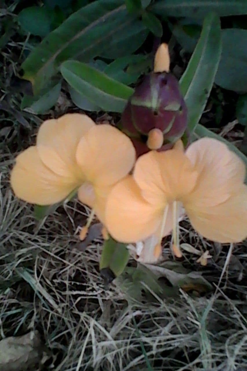 Barleria a cono di luppolo 6