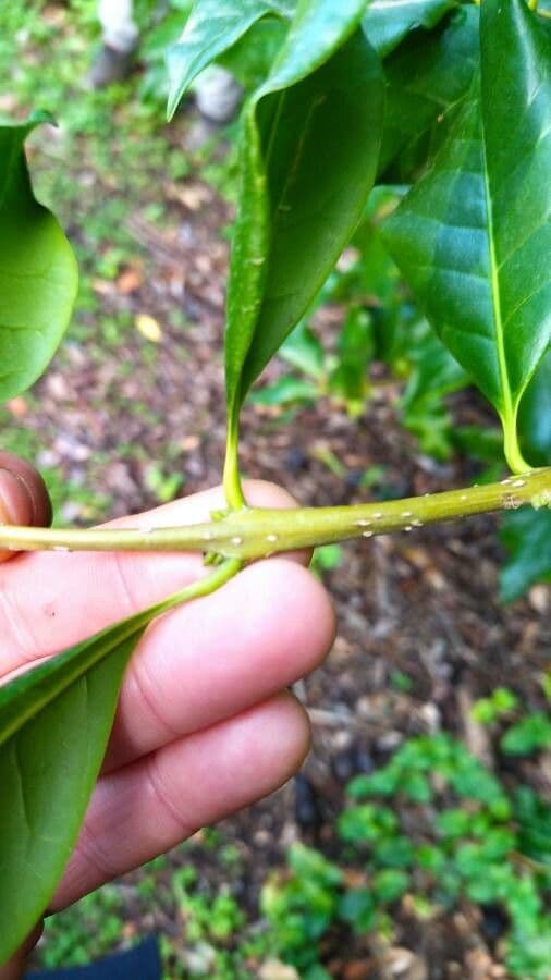 Picconia excelsa 14