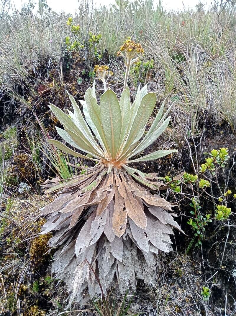 Espeletiopsis 6
