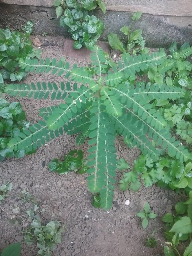 Fyllantus 11