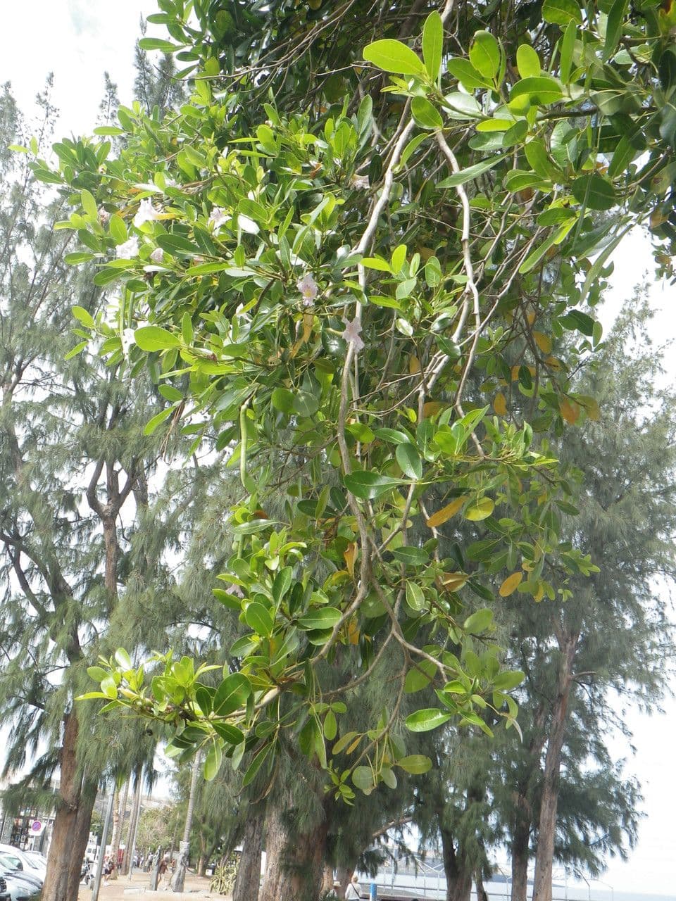 Tabebuia bledá 27