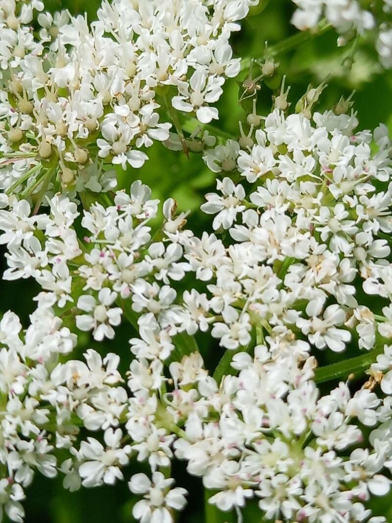 Oenanthe de Java