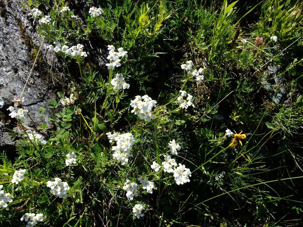 Achillea erba-rotta 7