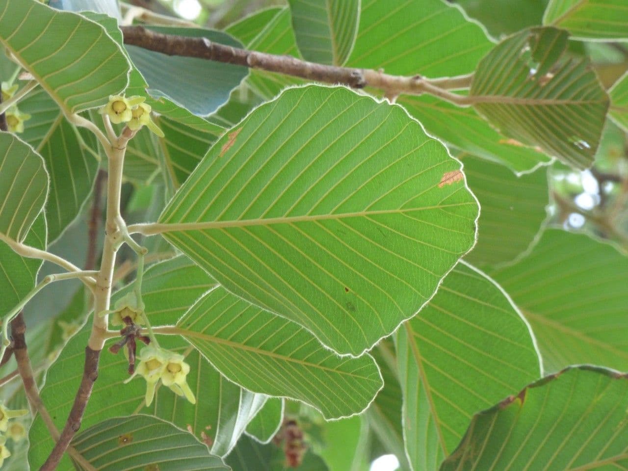 Dipterocarpus 5