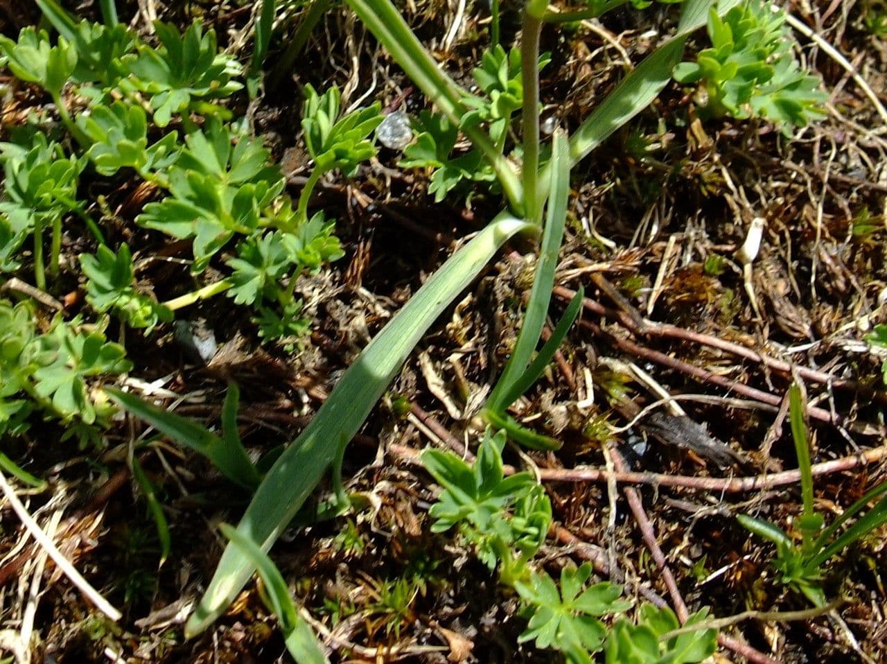 Jaskier Küpfera 16