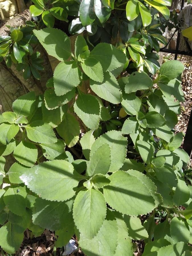 Coleus barbato 30