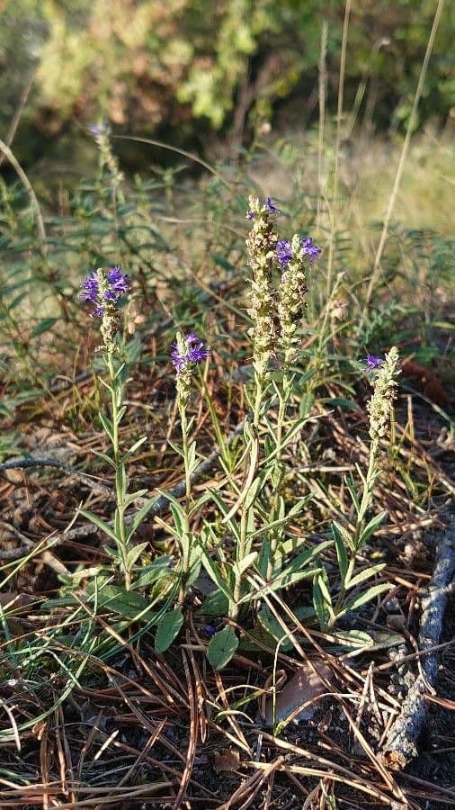 Veronica spigata 11