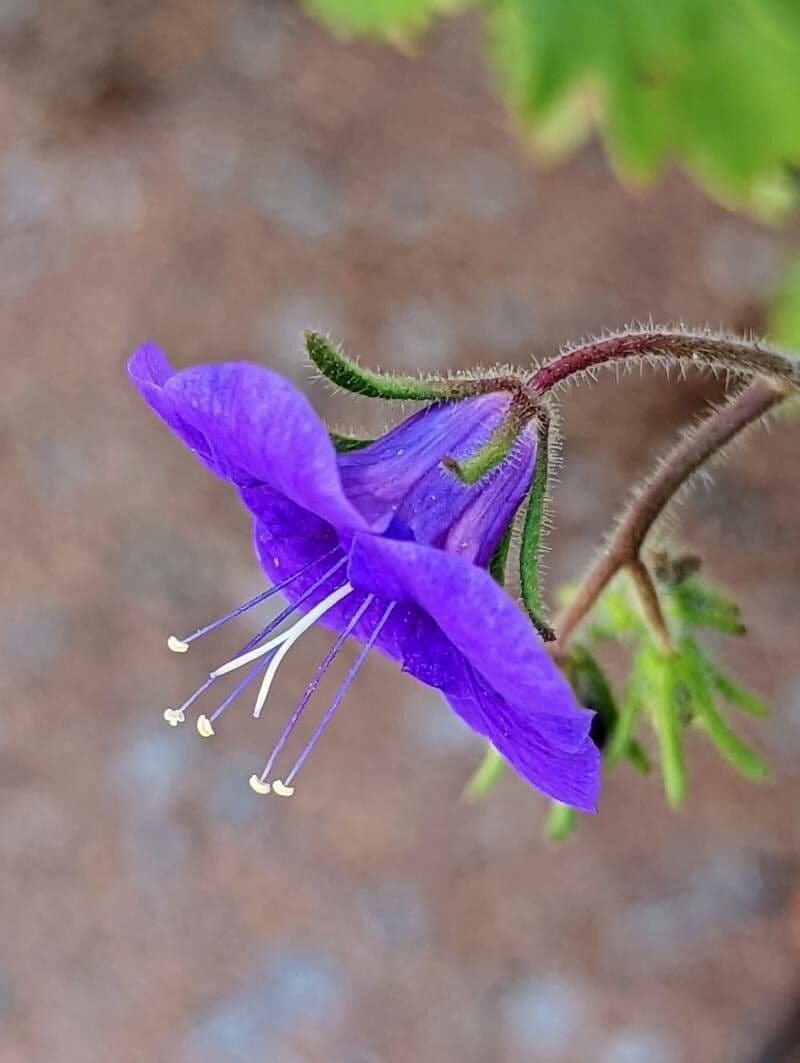 Großblütige Phacelia 9