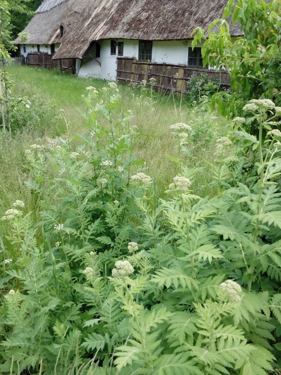 Großblättrige Rainfarn 10