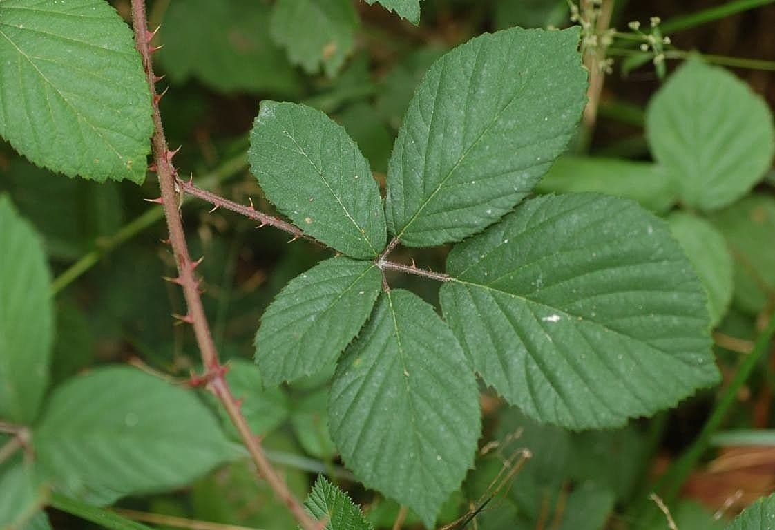 Rovo gracile 3