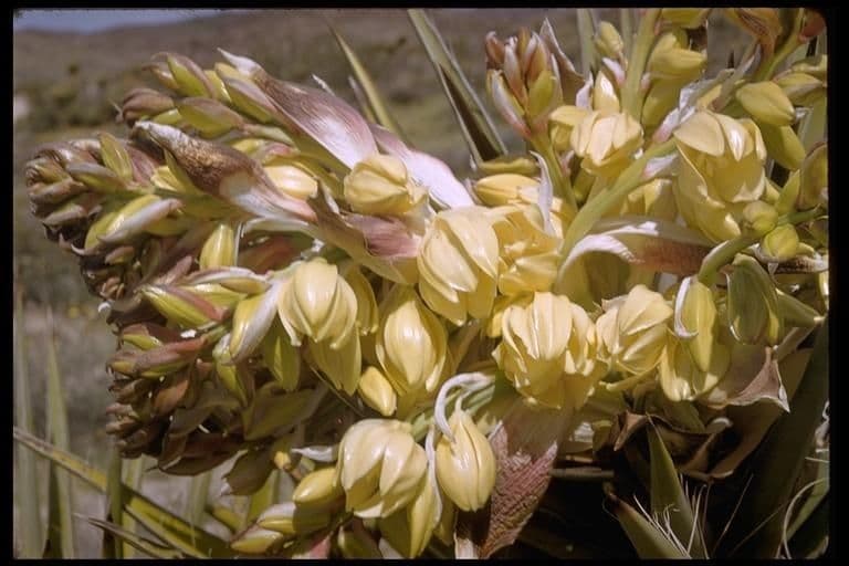 Yuca schidigera 5