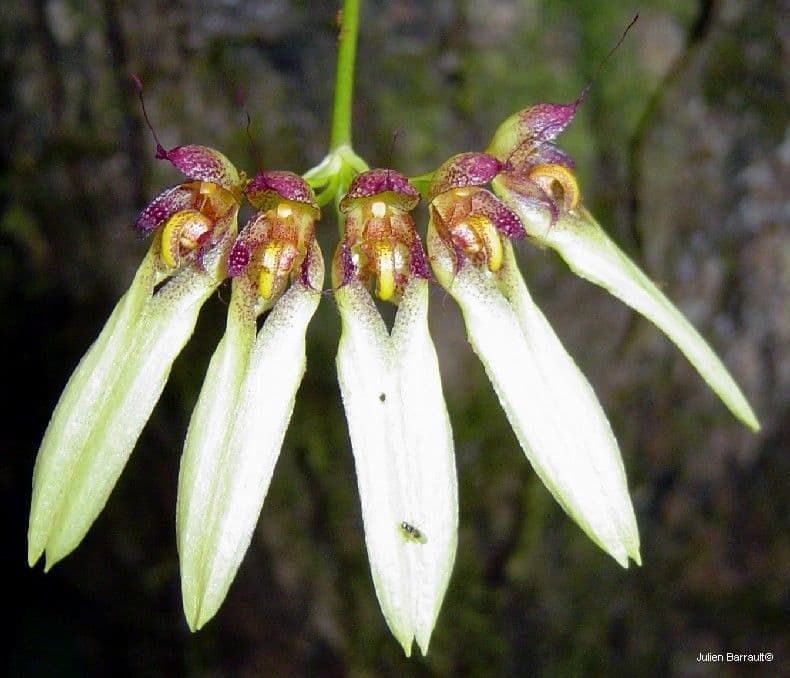 Orchidea ombrello pallida 5