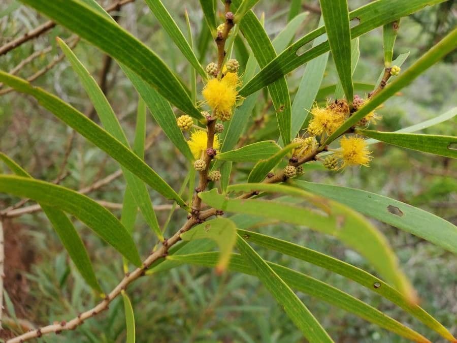 Acacia