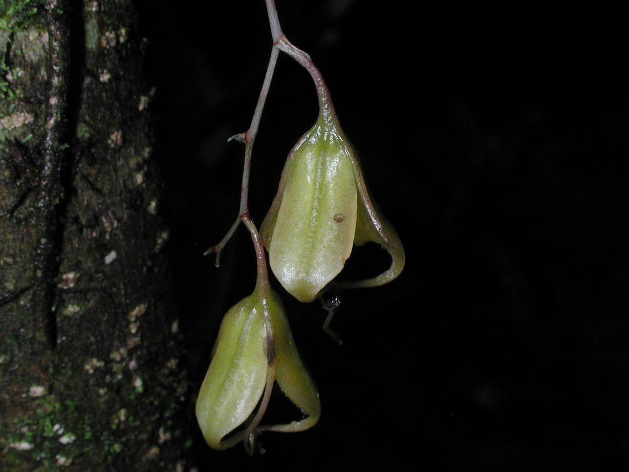 Leochilus 2