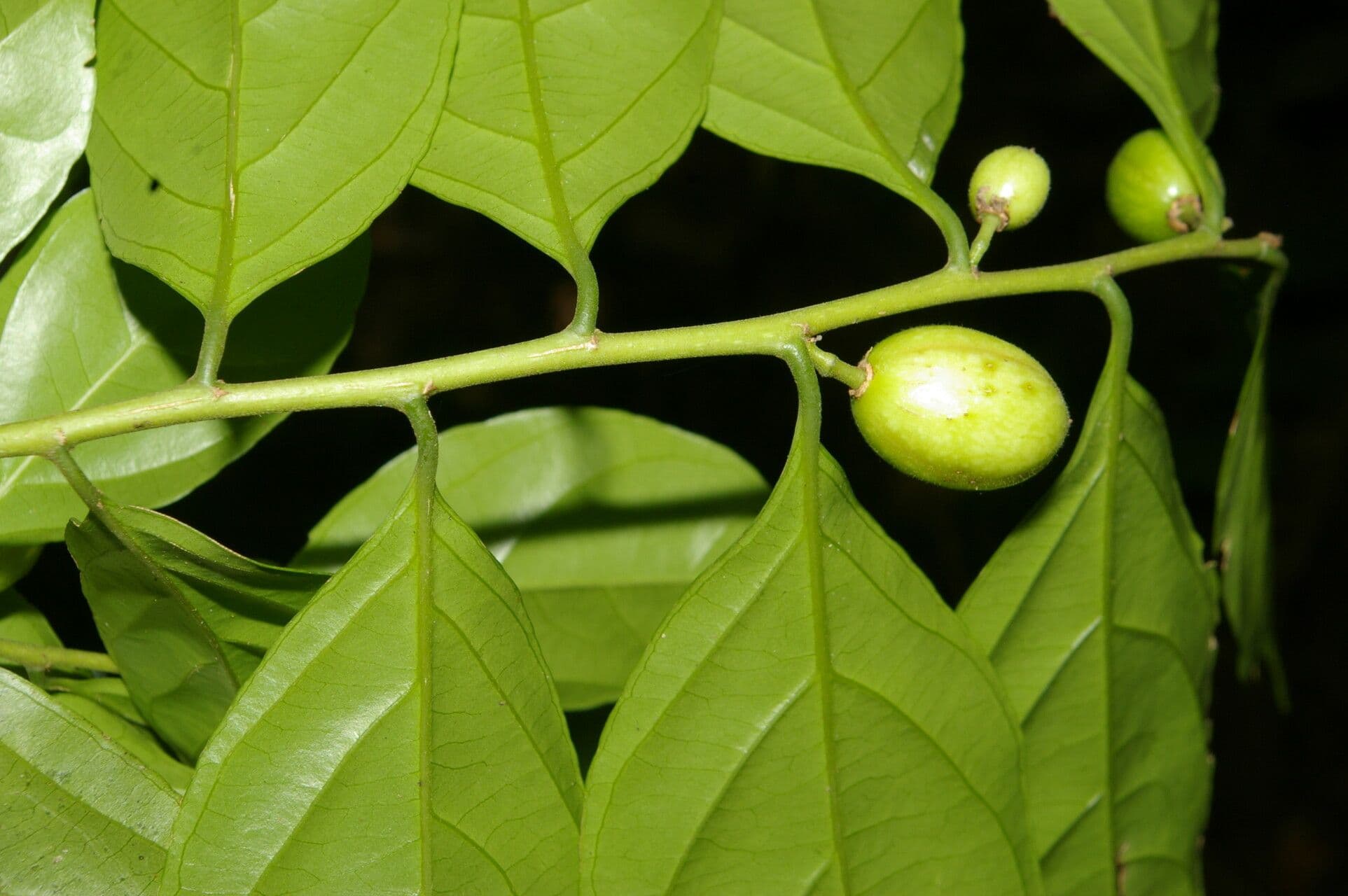 Casearia 4