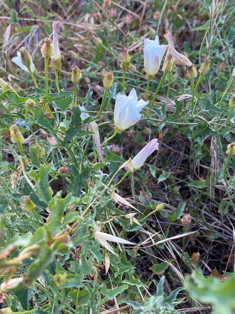 Calystegia macrostegia 4