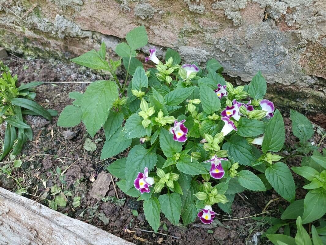 Torenia 10