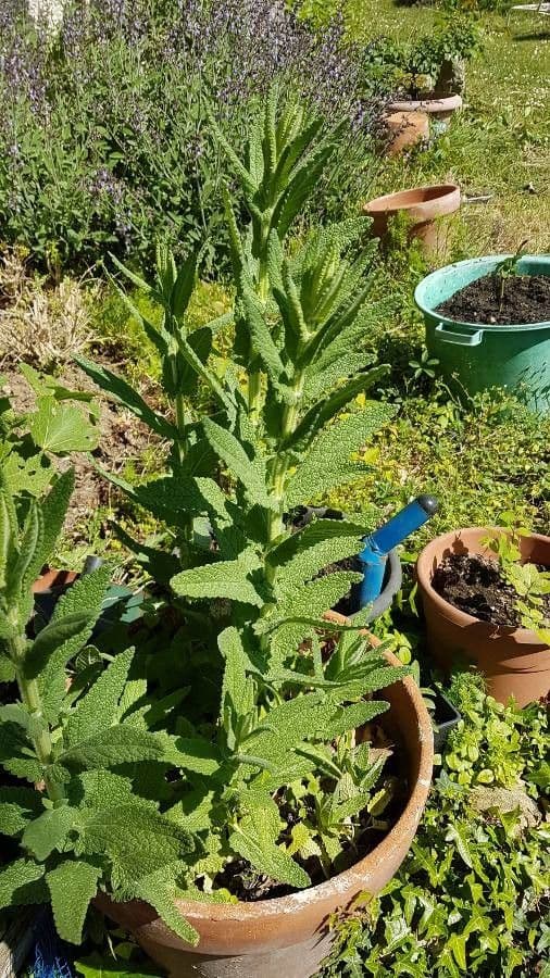 Nepeta tuberosa 12
