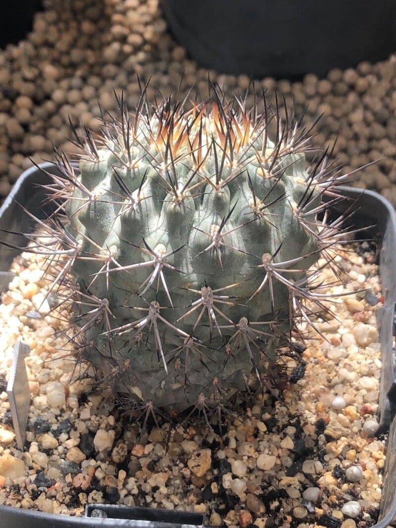 Eriosyce curvispina 5
