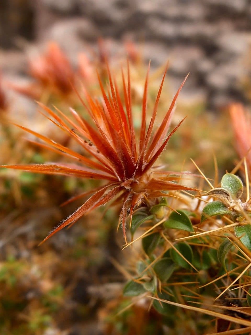 Chuquiraga 8