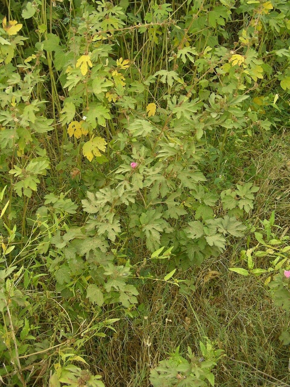 Urena lobata 12