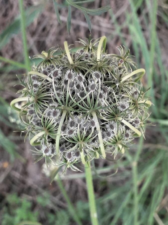 Carota 5
