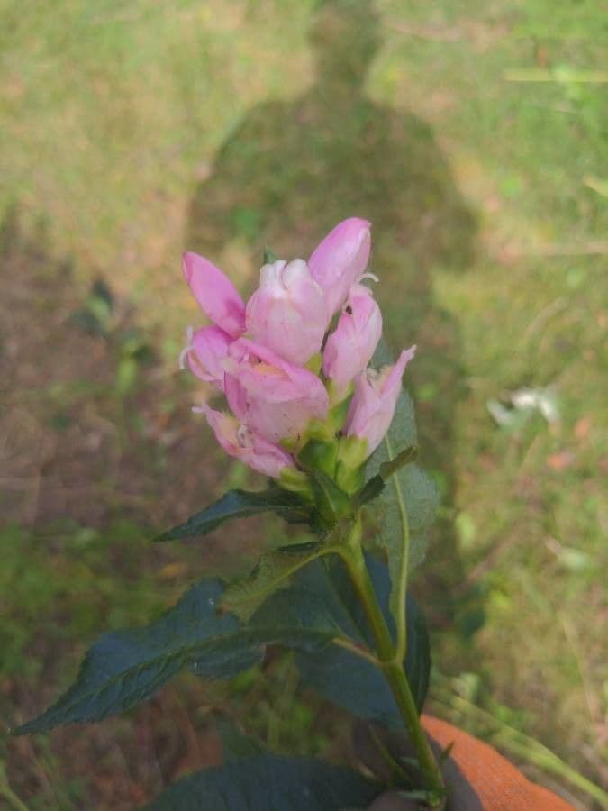 Chelone 3