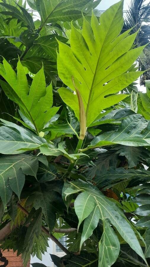 Albero del pane 8