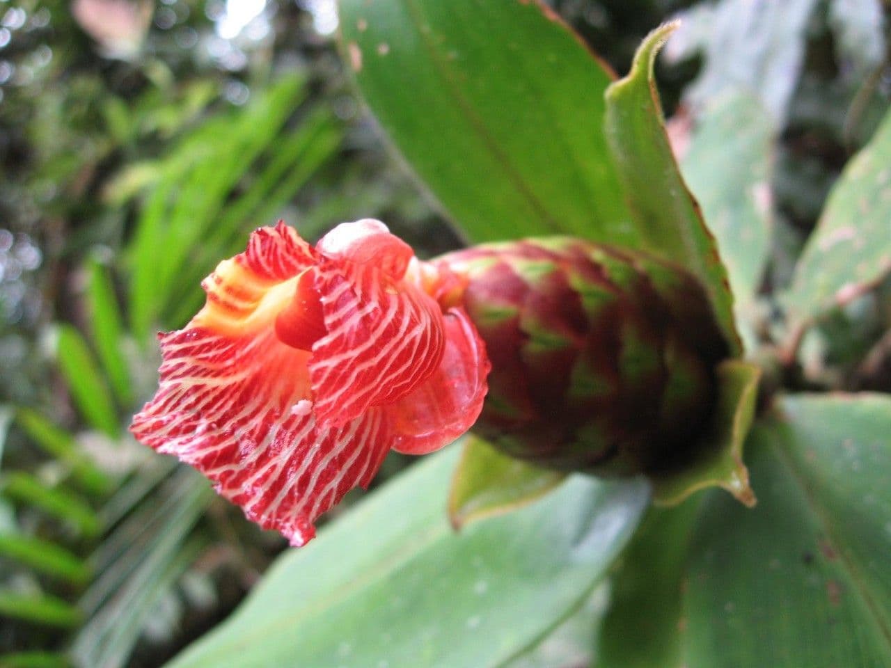 Costus liscio 4