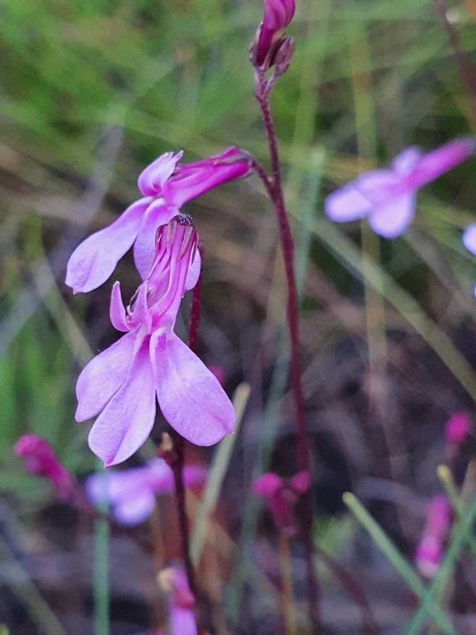 Lobelia 3