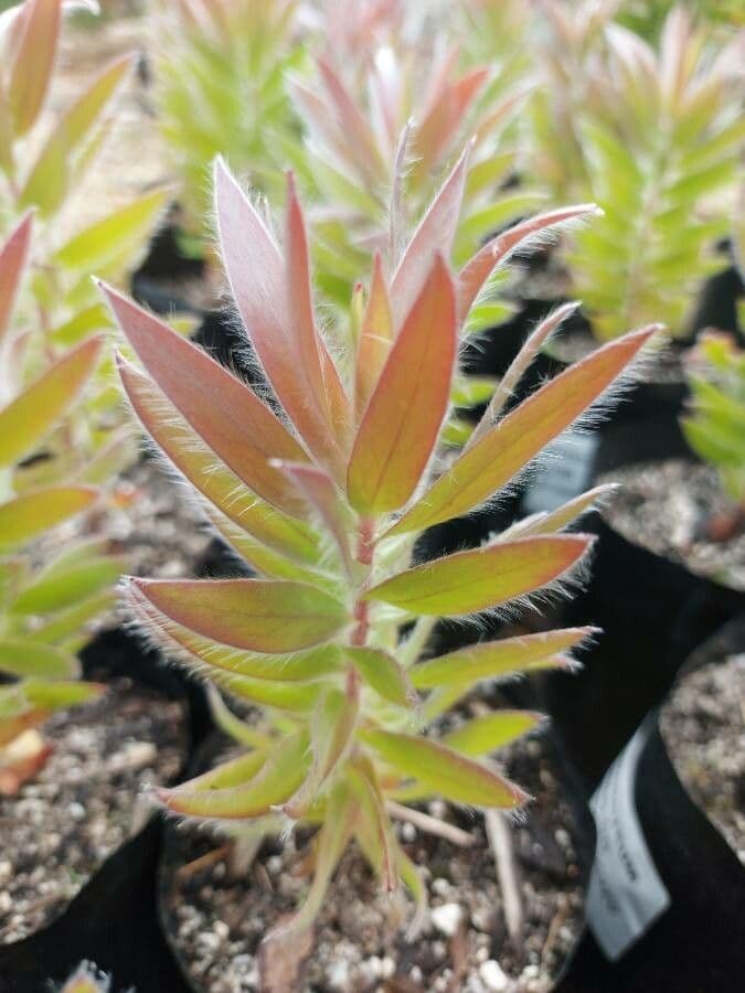 Leucadendron 9